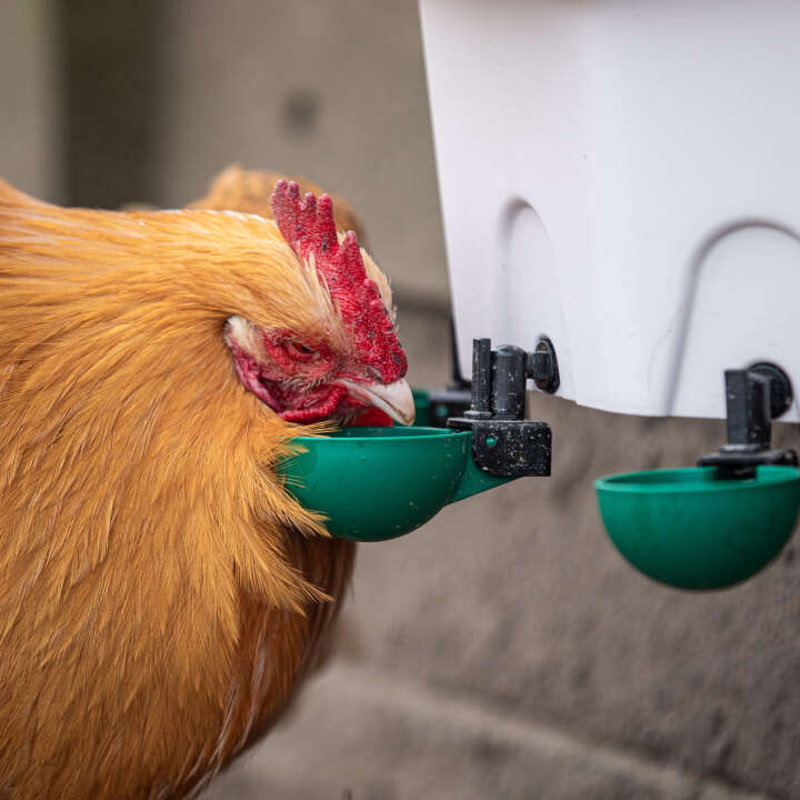 AviAqua Geflügeltränke